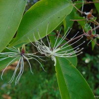 Capparis tenera Dalzell